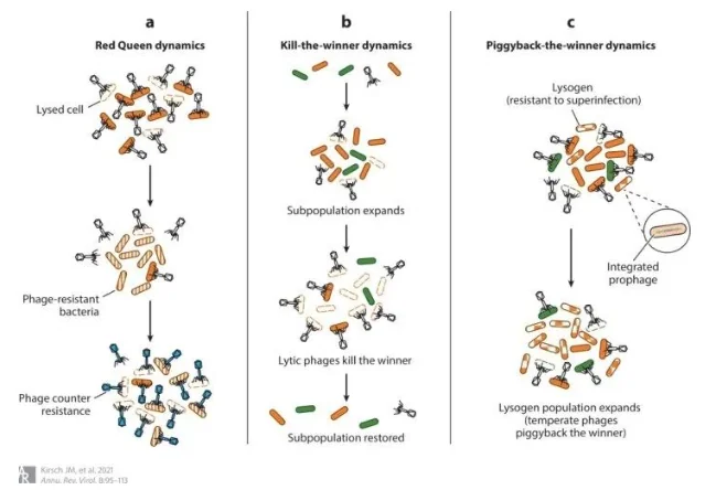 Figure 3 — Phages: The Unseen Guardians of Gut Homeostasis