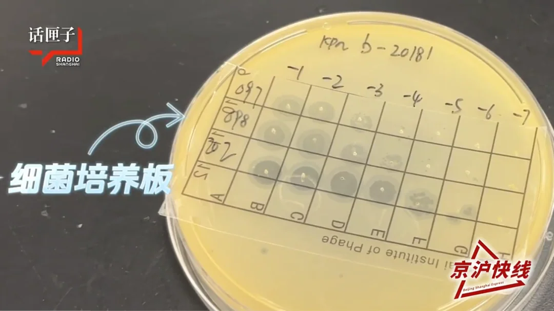 【媒体报道】两会热议&京沪快线报道，为“吃”细菌的噬菌体开辟“绿色通道” · 配图