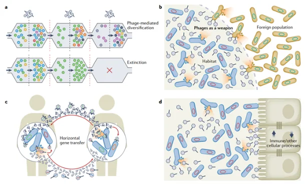 Figure 4 — Phages: The Unseen Guardians of Gut Homeostasis
