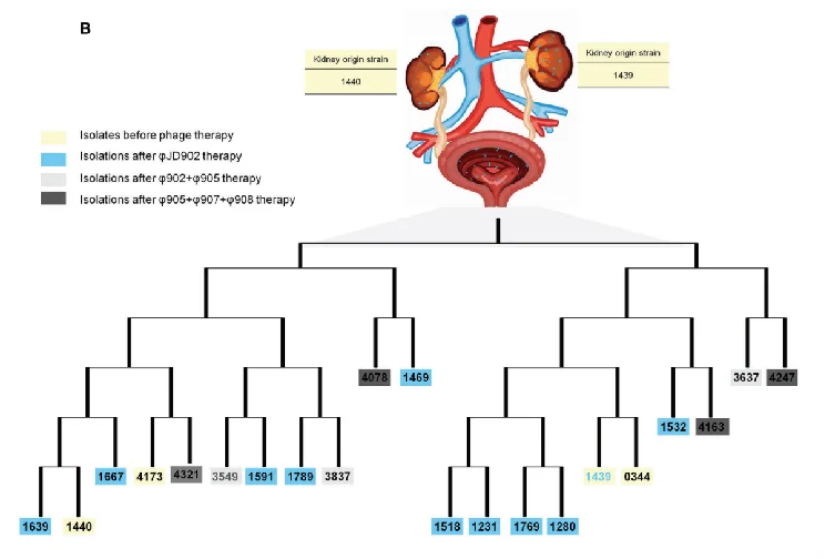 Phages + Antibiotics + Nephrostomy for Heterogeneous Drug-Resistant Bacterial Infections — Frontiers