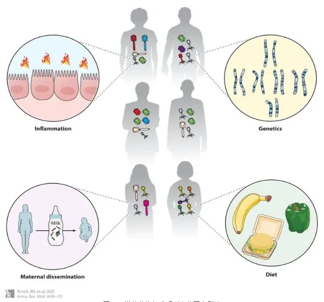 Figure 2 — Phages: The Unseen Guardians of Gut Homeostasis