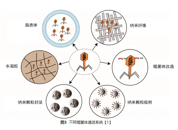 image.png 噬菌体入胞递送系统的研究进展(一) · 配图