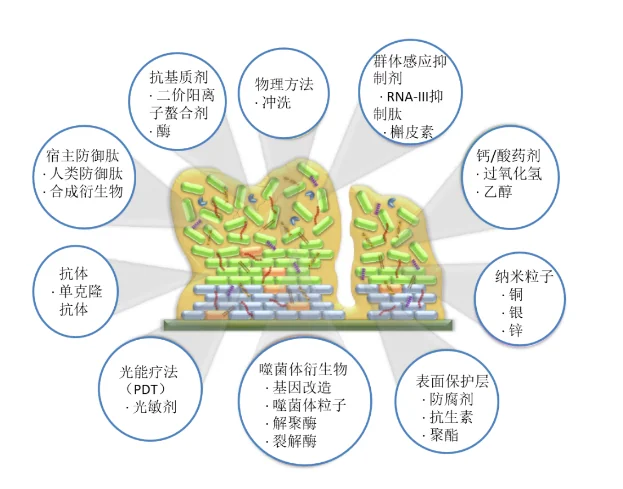image.png 噬菌体解聚酶在对抗生物膜中的作用 · 配图