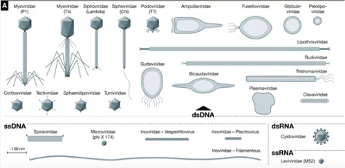 image.png 噬菌体多样性及其在生物技术中的应用概述 · 配图