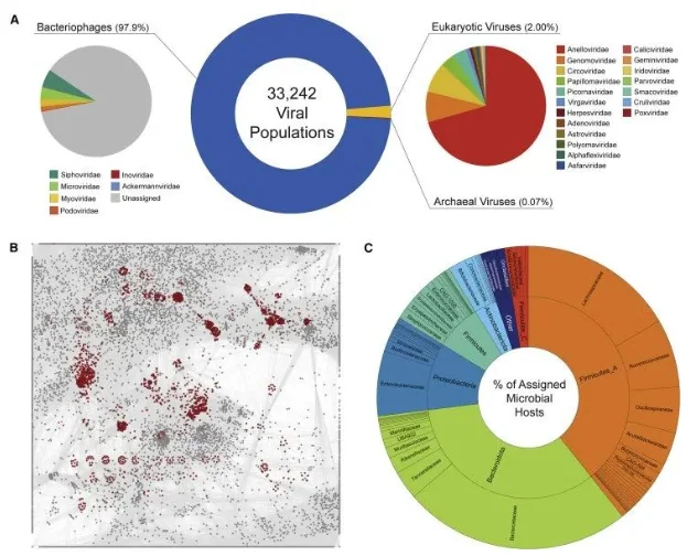Figure 1 — Phages: The Unseen Guardians of Gut Homeostasis