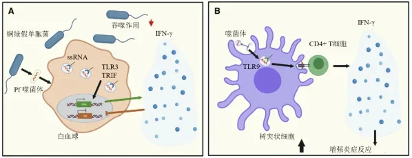 “三角关系”：噬菌体-细菌-人体互作与健康 · 配图