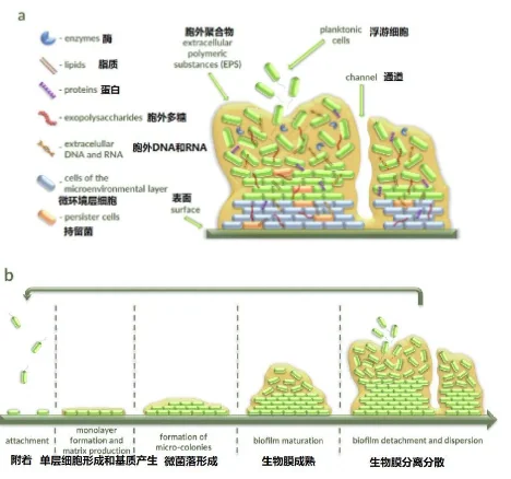 image.png 噬菌体解聚酶在对抗生物膜中的作用 · 配图