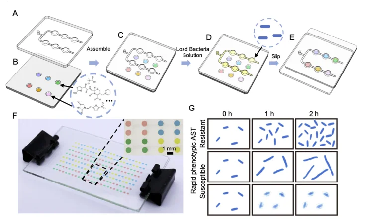 Antibiotic Sensitivity Testing (AST) in 3 Hours? — Lab on a Chip